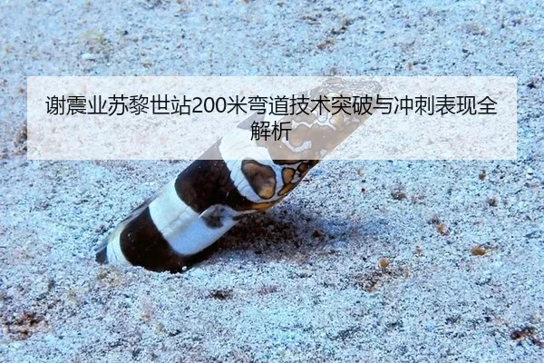 谢震业苏黎世站200米弯道技术突破与冲刺表现全解析